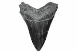 Juvenile Megalodon Tooth - South Carolina #370437-1
